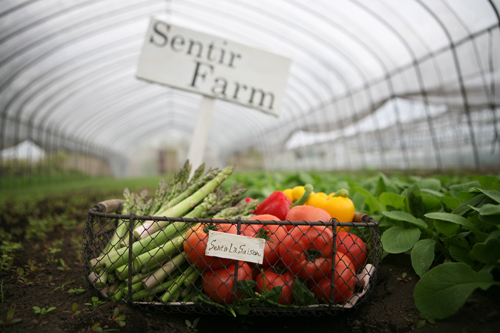 お野菜で愛情料理