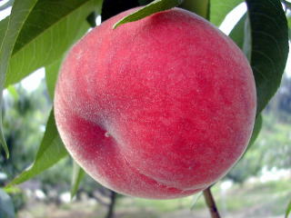 今回の第一候補はこれ！