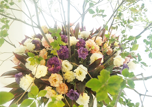 今週のお花 – トルコ桔梗