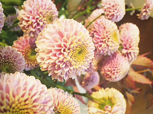 今週のお花 – ピンポンマム