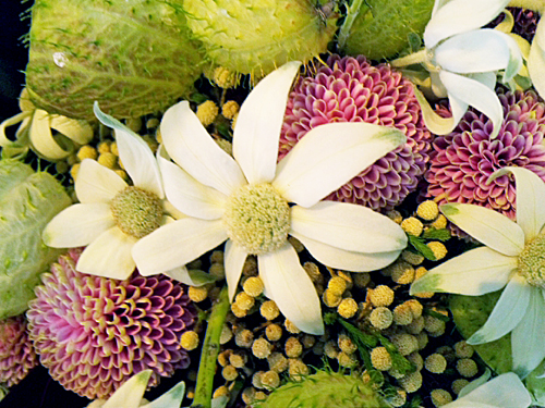 今週のお花 – フランネルフラワー