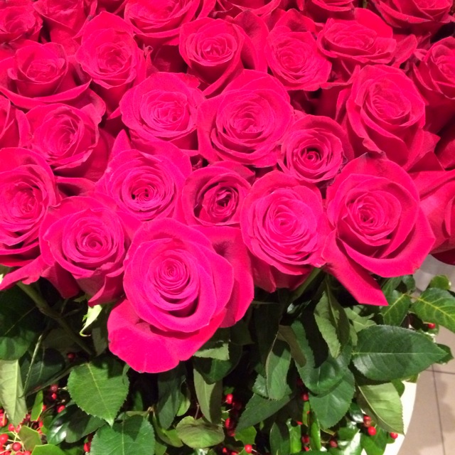 今週のお花 – 真っ赤なバラ