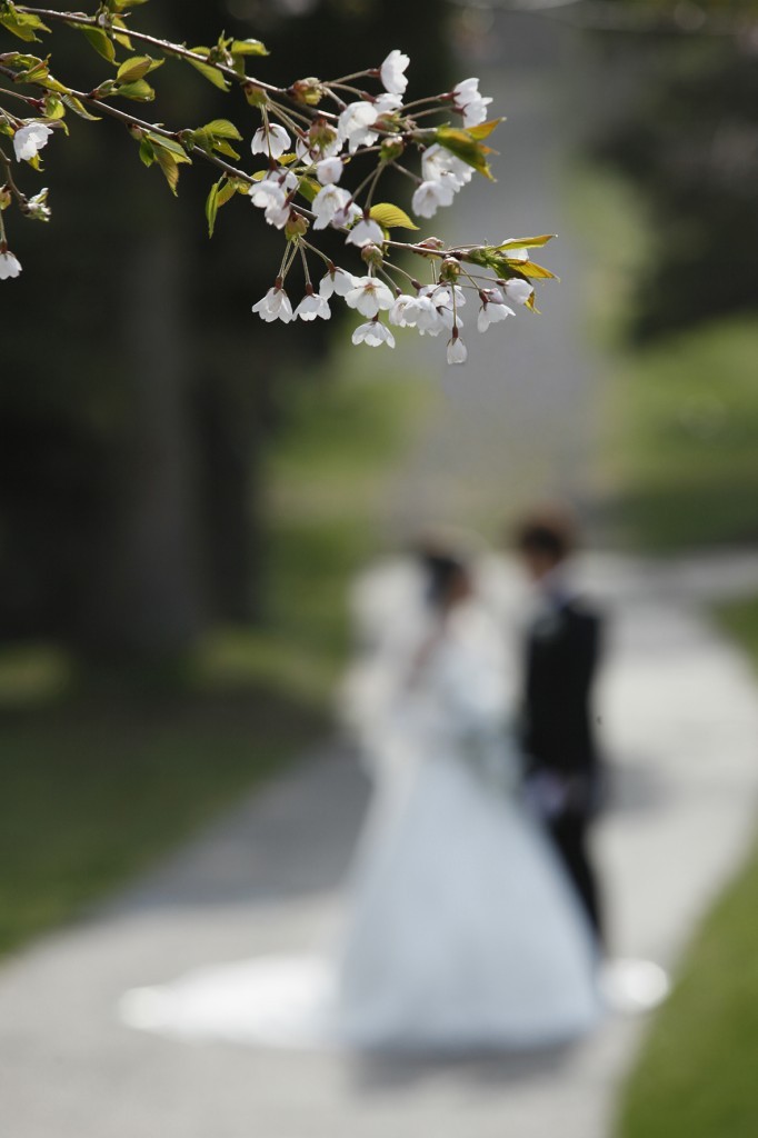 桜狙いのロケフォト