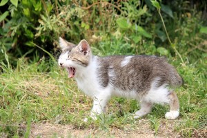 IMG_80381