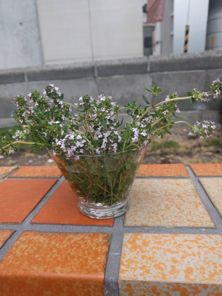 タイムの花が咲きました。